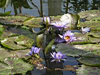 Nymphaea cv Bagdad (fam Nymphaeacees) (1) (Photo F. Mrugala)